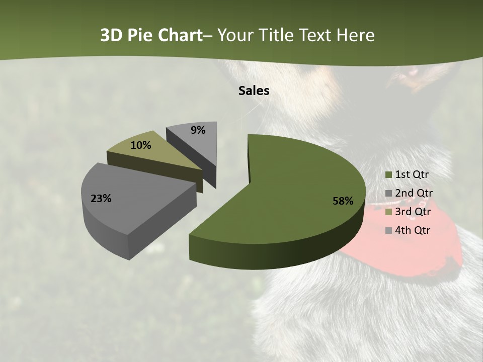 8 Week Old Blue Heeler Puppy Dog PowerPoint Template