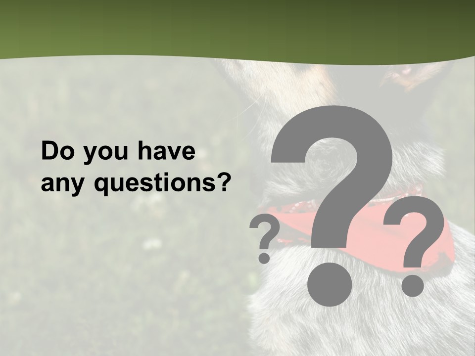 8 Week Old Blue Heeler Puppy Dog PowerPoint Template