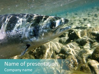 Unique Shot Of The Atlantic Salmon In Its Natural Habitat PowerPoint Template