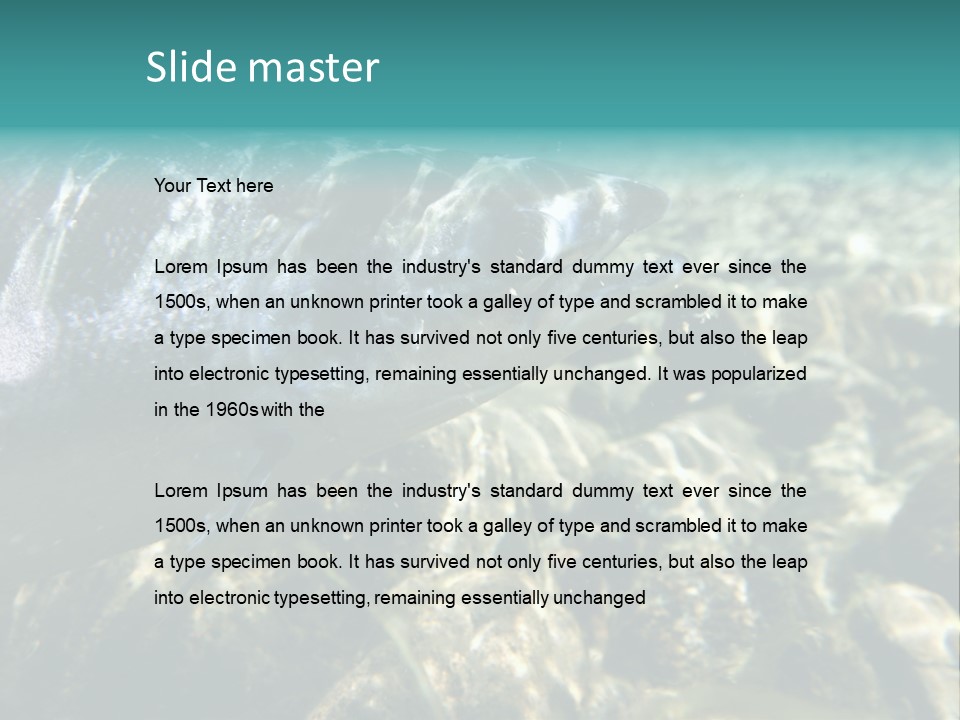 Unique Shot Of The Atlantic Salmon In Its Natural Habitat PowerPoint Template