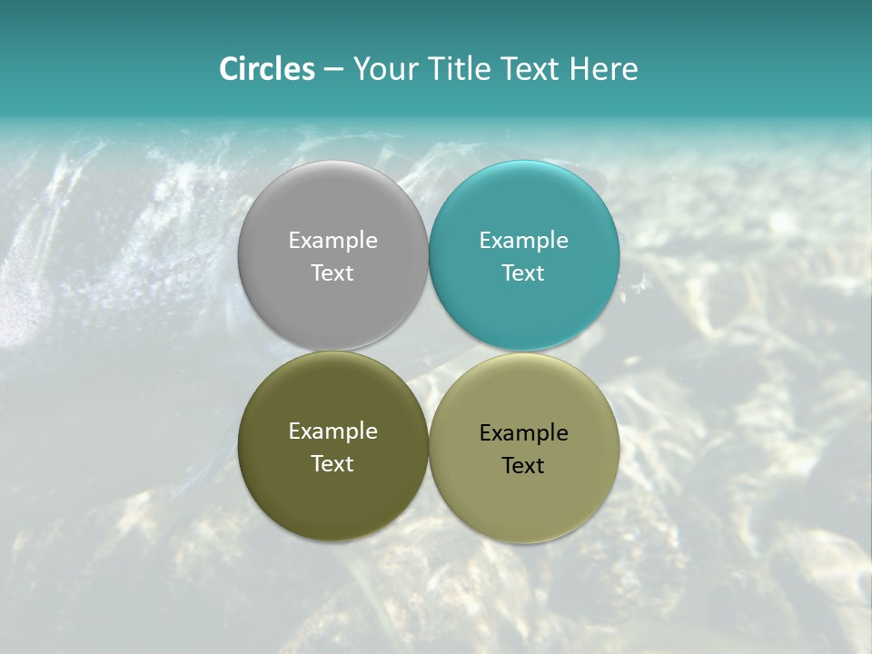 Unique Shot Of The Atlantic Salmon In Its Natural Habitat PowerPoint Template