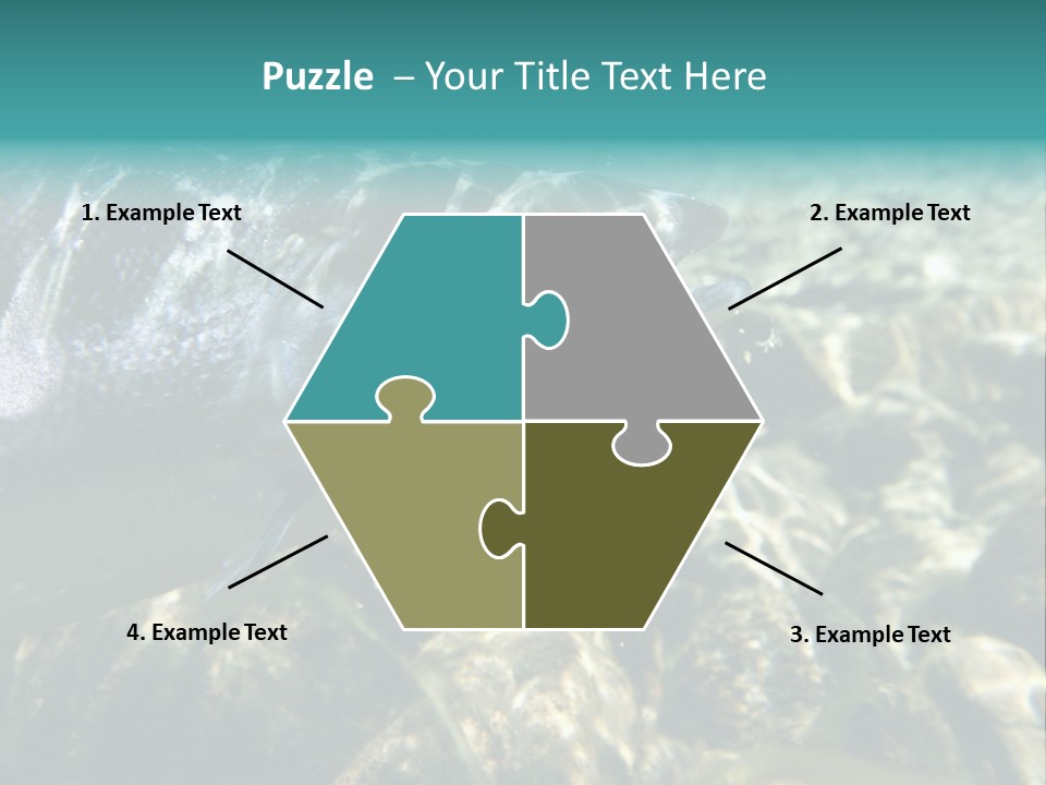 Unique Shot Of The Atlantic Salmon In Its Natural Habitat PowerPoint Template