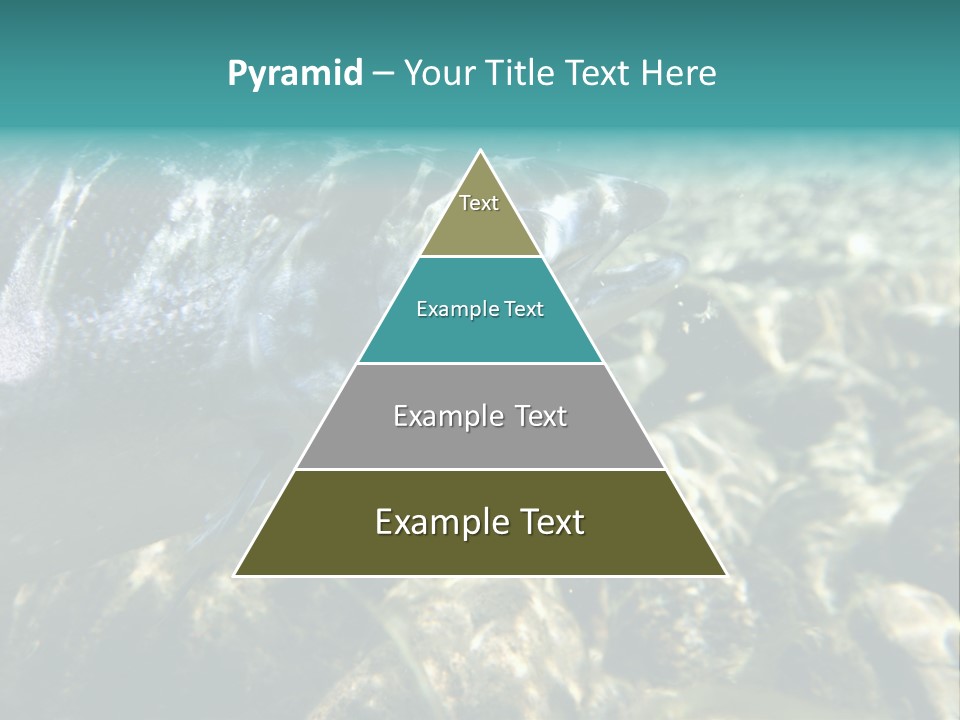 Unique Shot Of The Atlantic Salmon In Its Natural Habitat PowerPoint Template