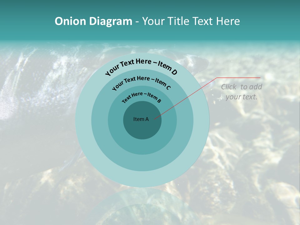 Unique Shot Of The Atlantic Salmon In Its Natural Habitat PowerPoint Template