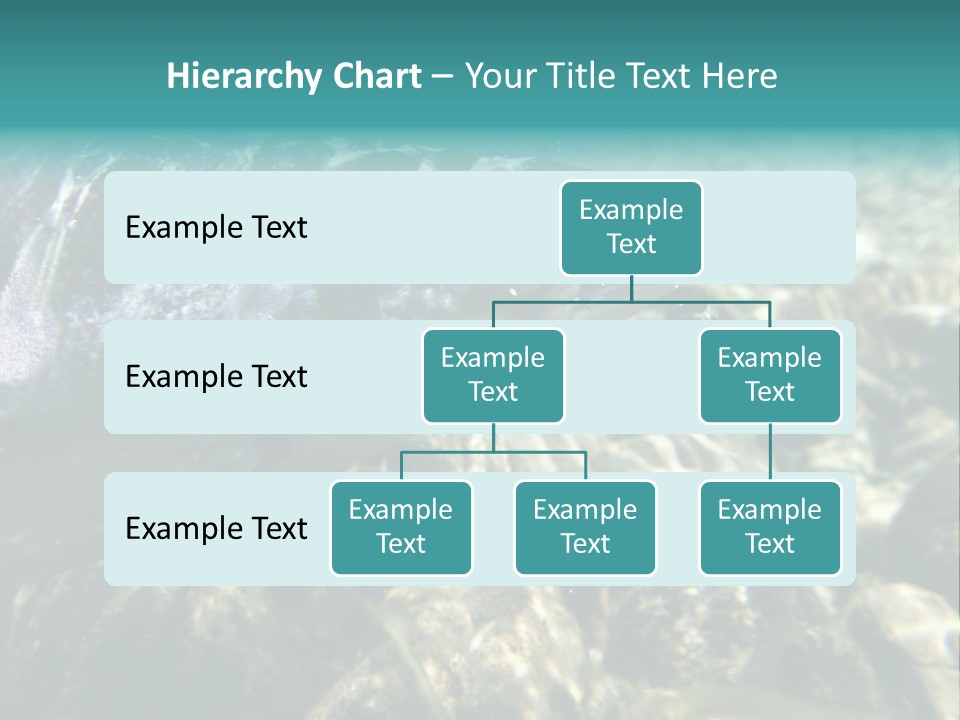 Unique Shot Of The Atlantic Salmon In Its Natural Habitat PowerPoint Template