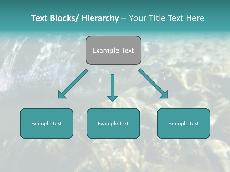 Unique Shot Of The Atlantic Salmon In Its Natural Habitat PowerPoint Template