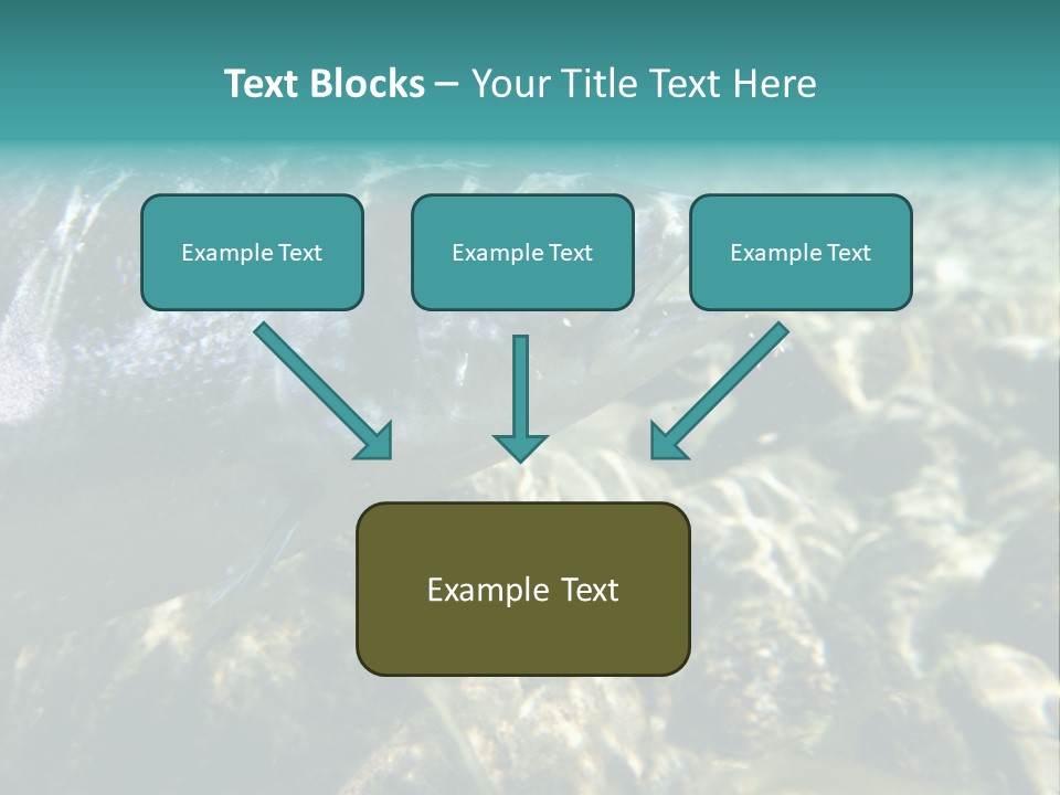 Unique Shot Of The Atlantic Salmon In Its Natural Habitat PowerPoint Template