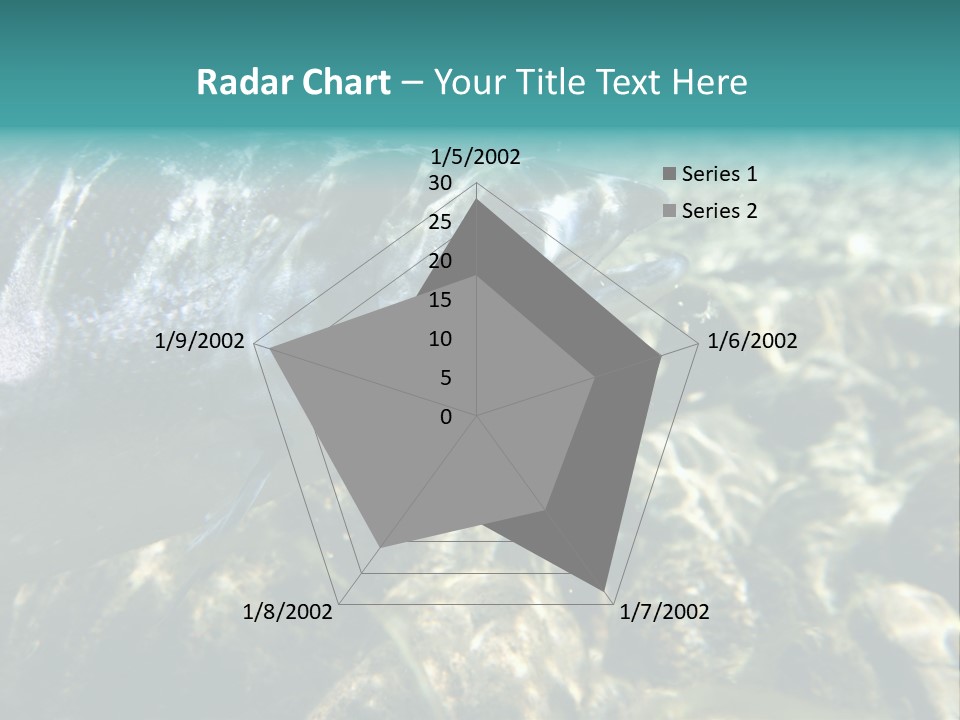 Unique Shot Of The Atlantic Salmon In Its Natural Habitat PowerPoint Template