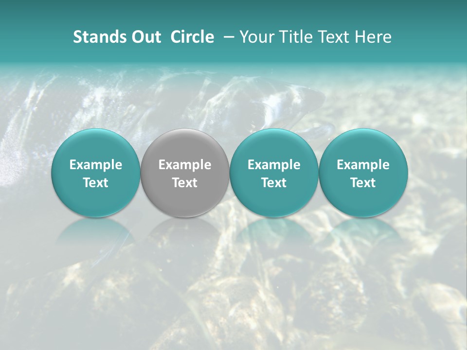 Unique Shot Of The Atlantic Salmon In Its Natural Habitat PowerPoint Template