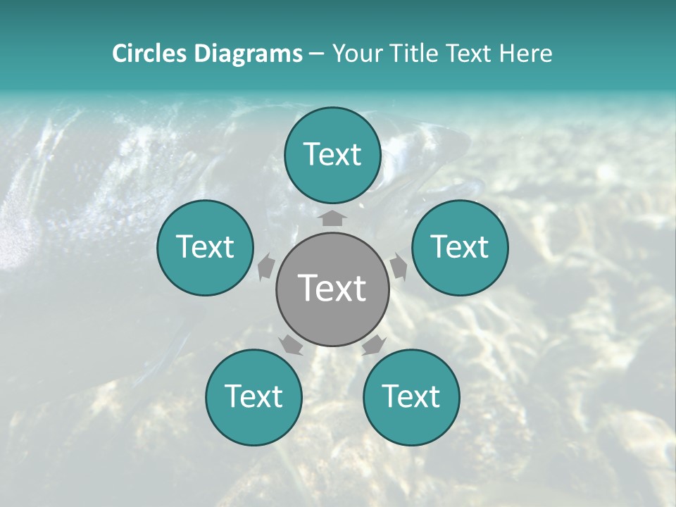 Unique Shot Of The Atlantic Salmon In Its Natural Habitat PowerPoint Template