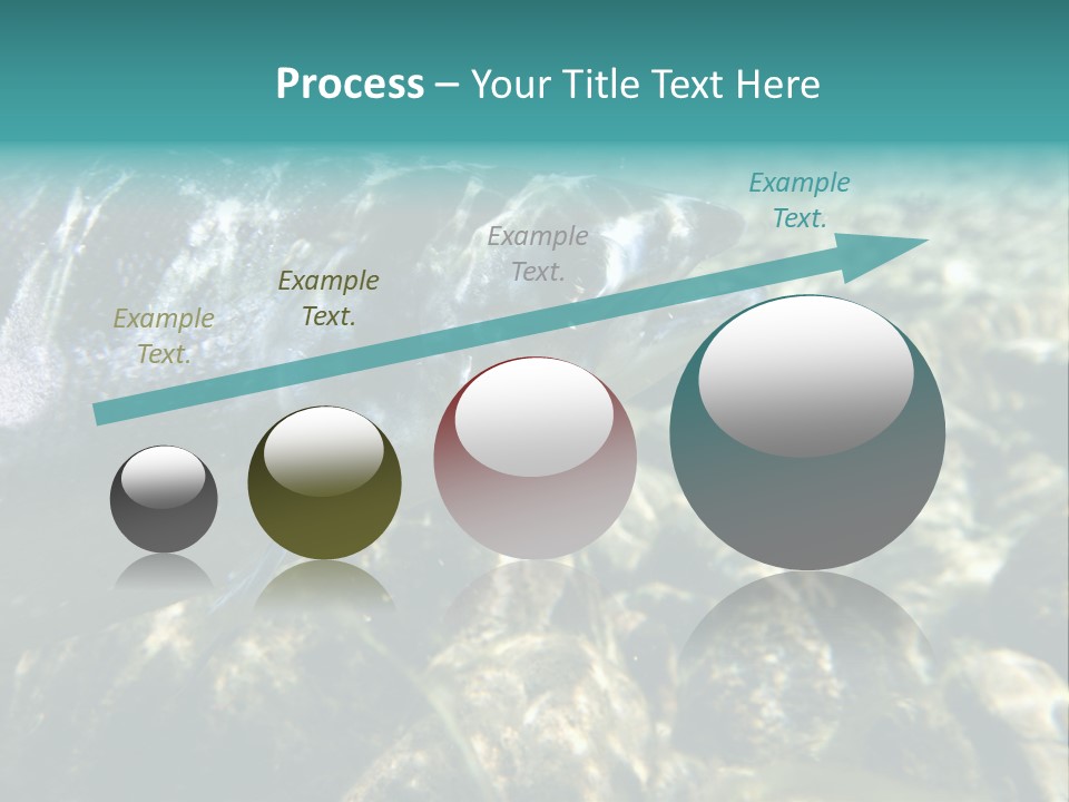 Unique Shot Of The Atlantic Salmon In Its Natural Habitat PowerPoint Template