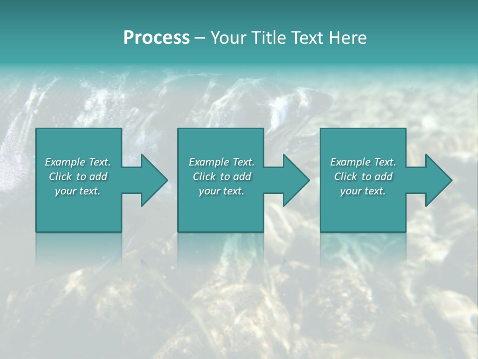Unique Shot Of The Atlantic Salmon In Its Natural Habitat PowerPoint Template