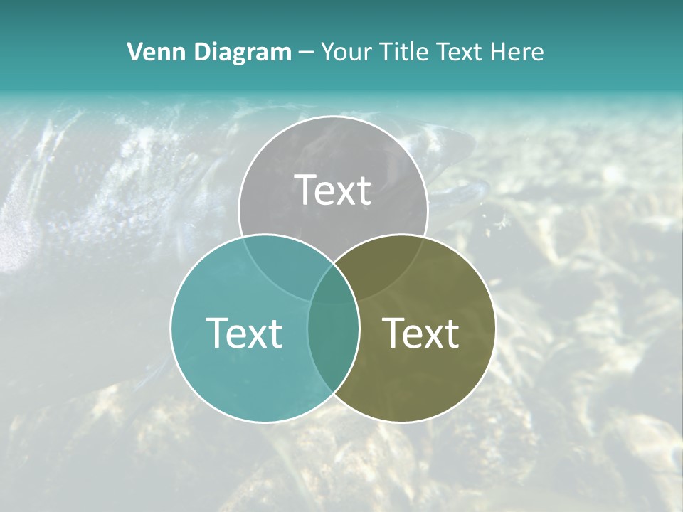 Unique Shot Of The Atlantic Salmon In Its Natural Habitat PowerPoint Template