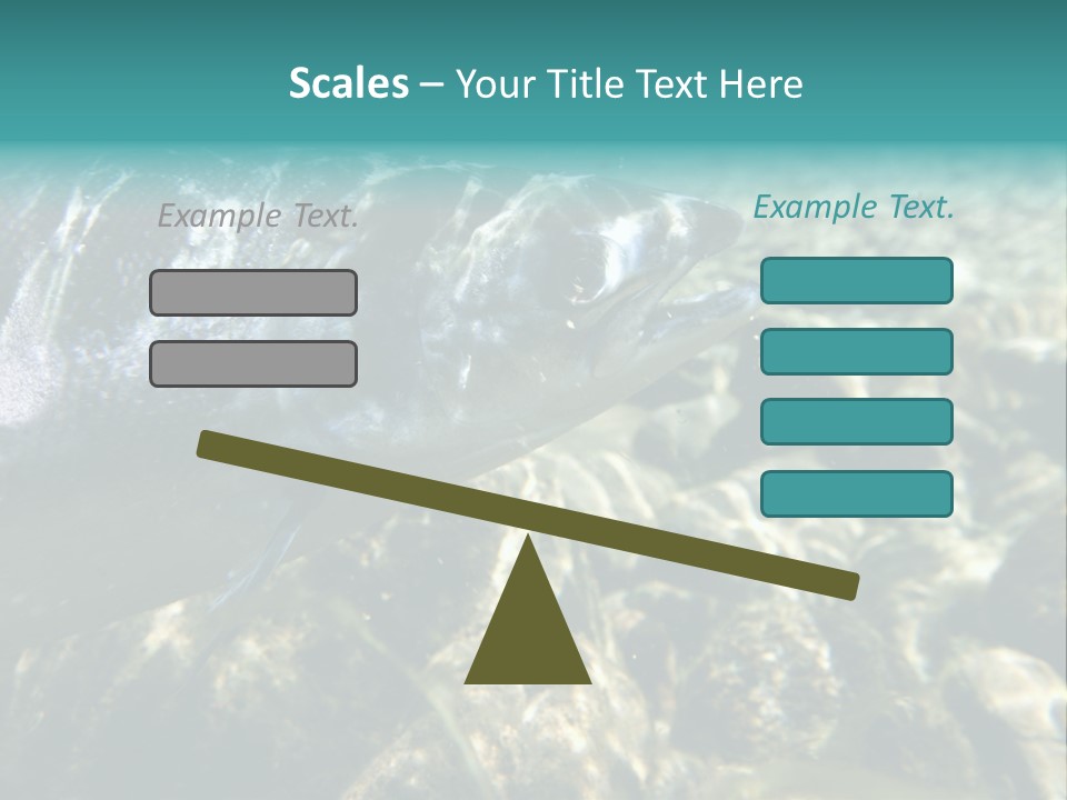 Unique Shot Of The Atlantic Salmon In Its Natural Habitat PowerPoint Template