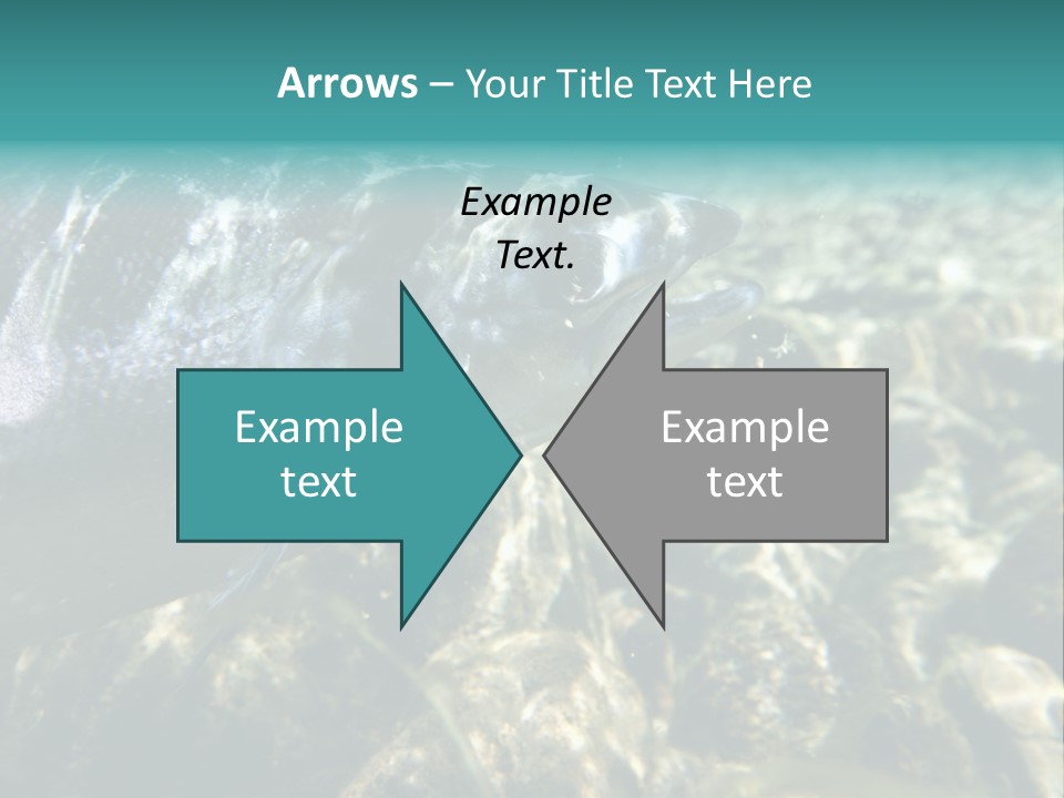 Unique Shot Of The Atlantic Salmon In Its Natural Habitat PowerPoint Template