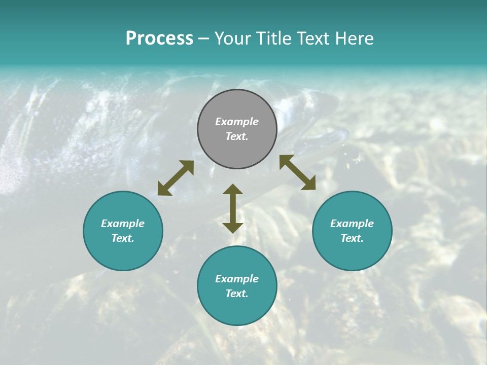 Unique Shot Of The Atlantic Salmon In Its Natural Habitat PowerPoint Template