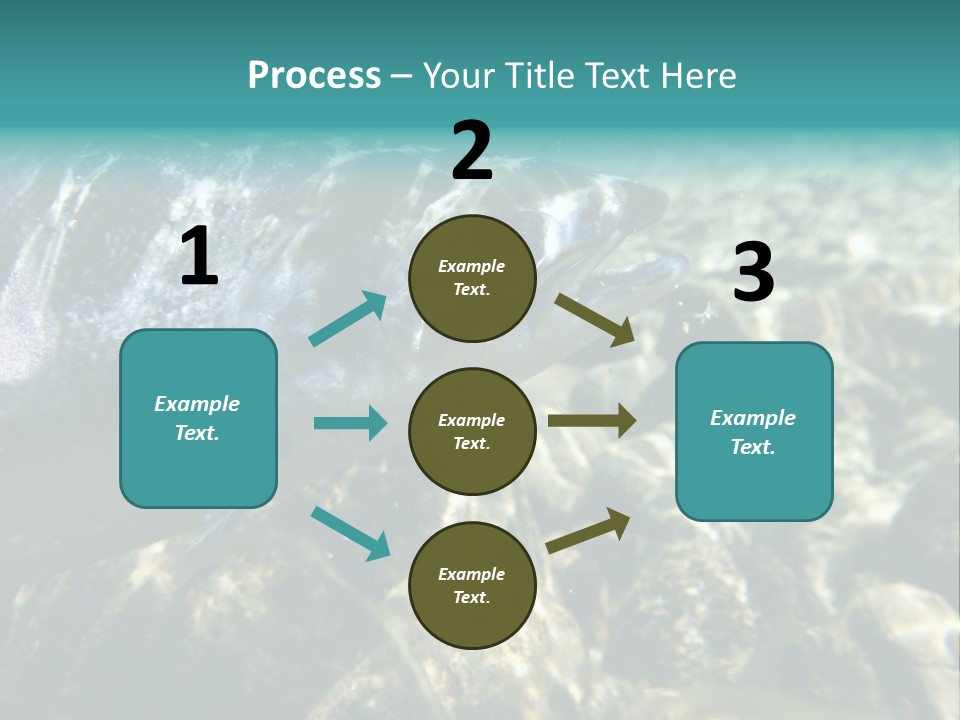 Unique Shot Of The Atlantic Salmon In Its Natural Habitat PowerPoint Template
