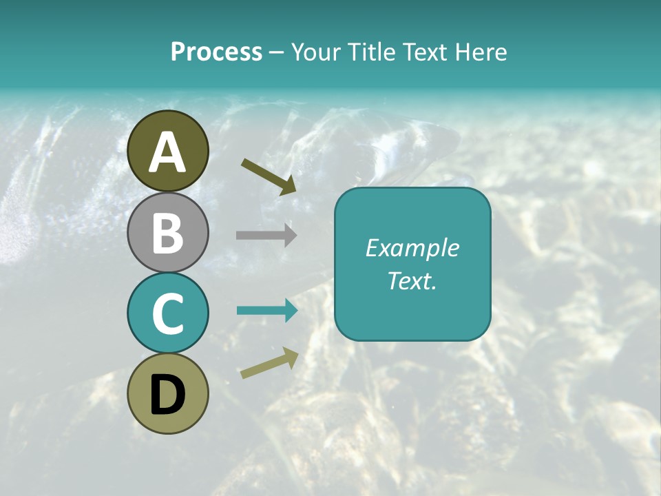 Unique Shot Of The Atlantic Salmon In Its Natural Habitat PowerPoint Template