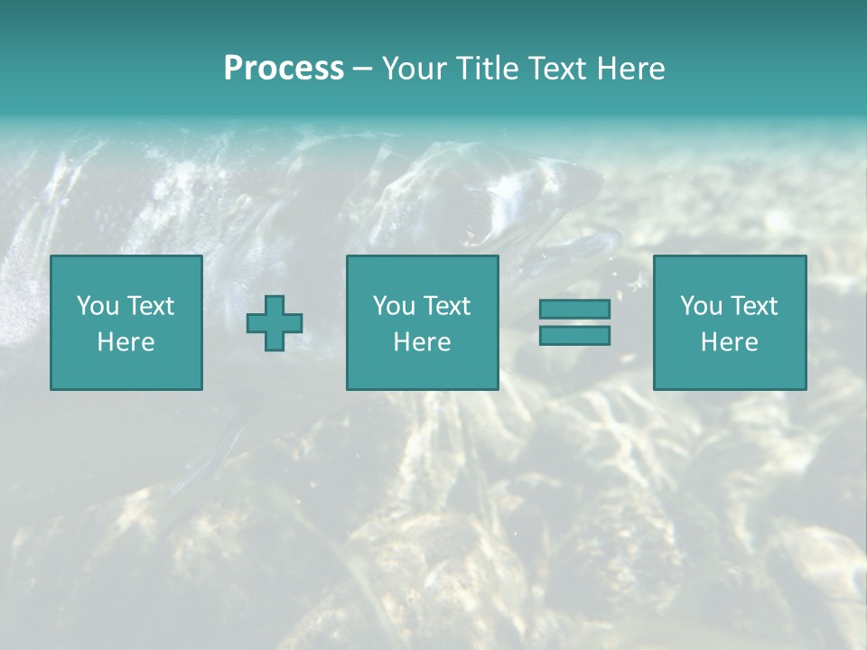Unique Shot Of The Atlantic Salmon In Its Natural Habitat PowerPoint Template