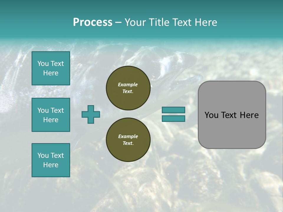 Unique Shot Of The Atlantic Salmon In Its Natural Habitat PowerPoint Template