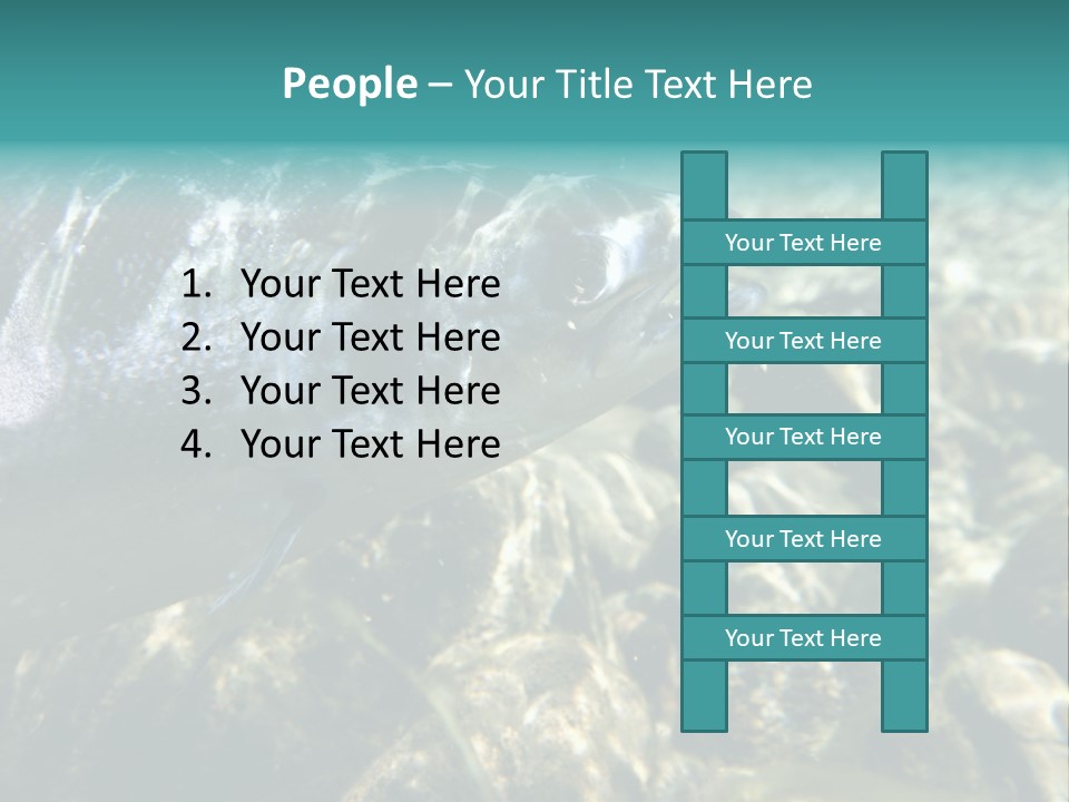 Unique Shot Of The Atlantic Salmon In Its Natural Habitat PowerPoint Template