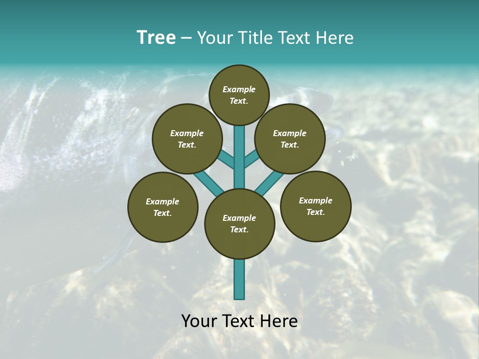 Unique Shot Of The Atlantic Salmon In Its Natural Habitat PowerPoint Template