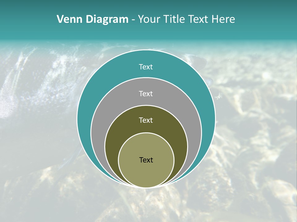 Unique Shot Of The Atlantic Salmon In Its Natural Habitat PowerPoint Template