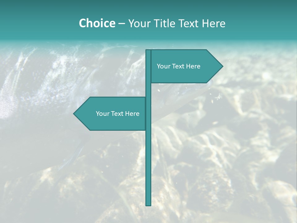 Unique Shot Of The Atlantic Salmon In Its Natural Habitat PowerPoint Template