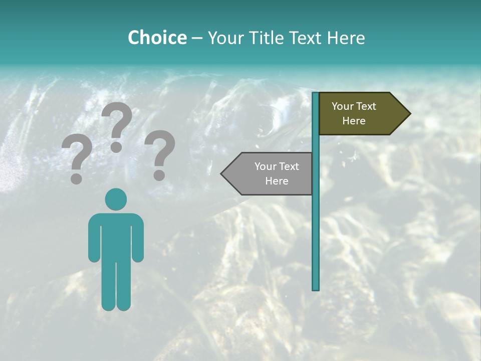 Unique Shot Of The Atlantic Salmon In Its Natural Habitat PowerPoint Template