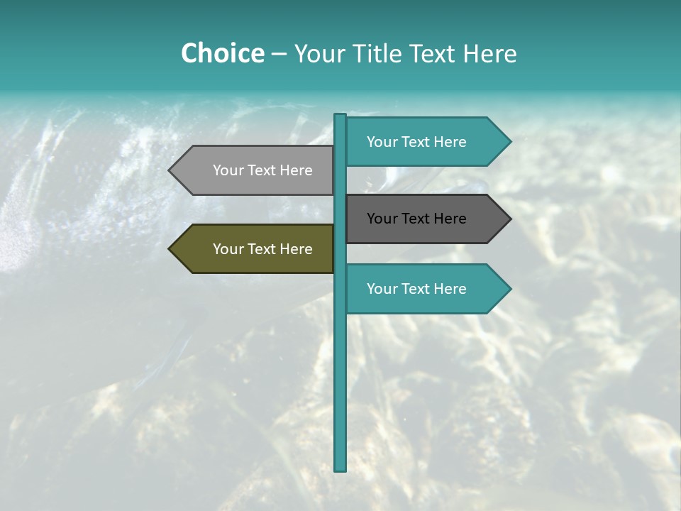 Unique Shot Of The Atlantic Salmon In Its Natural Habitat PowerPoint Template
