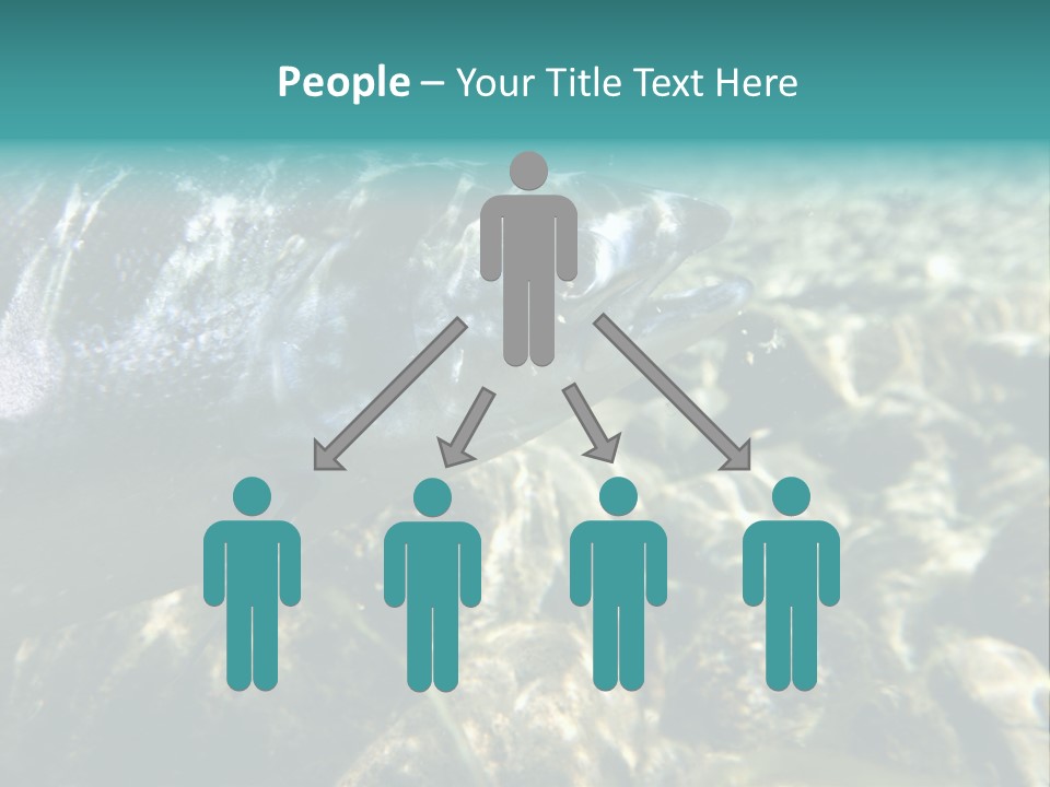 Unique Shot Of The Atlantic Salmon In Its Natural Habitat PowerPoint Template