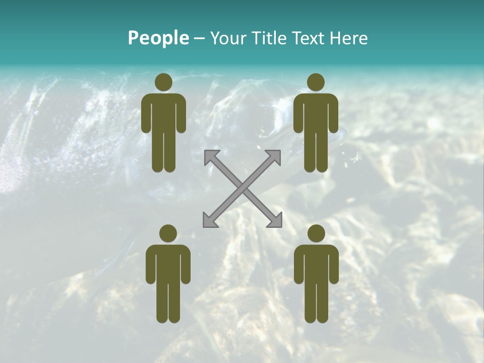 Unique Shot Of The Atlantic Salmon In Its Natural Habitat PowerPoint Template