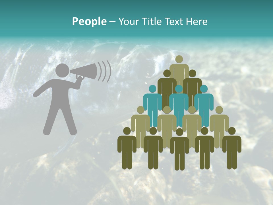 Unique Shot Of The Atlantic Salmon In Its Natural Habitat PowerPoint Template