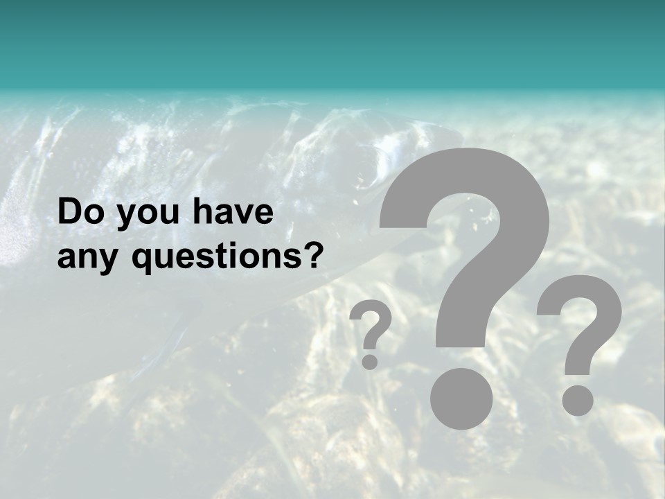 Unique Shot Of The Atlantic Salmon In Its Natural Habitat PowerPoint Template