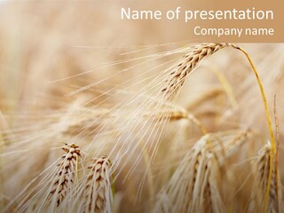 Barley PowerPoint Template