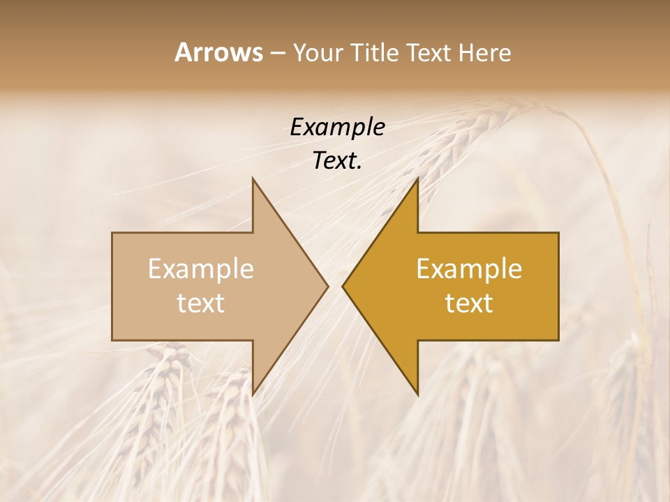 Barley PowerPoint Template