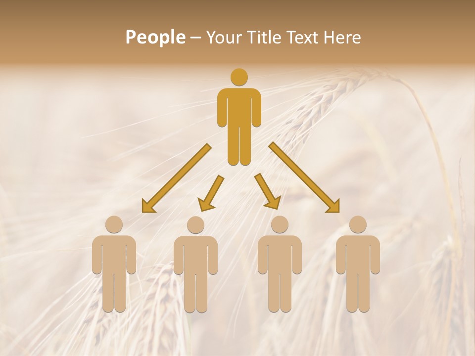 Barley PowerPoint Template