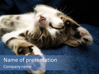 Little Cat PowerPoint Template