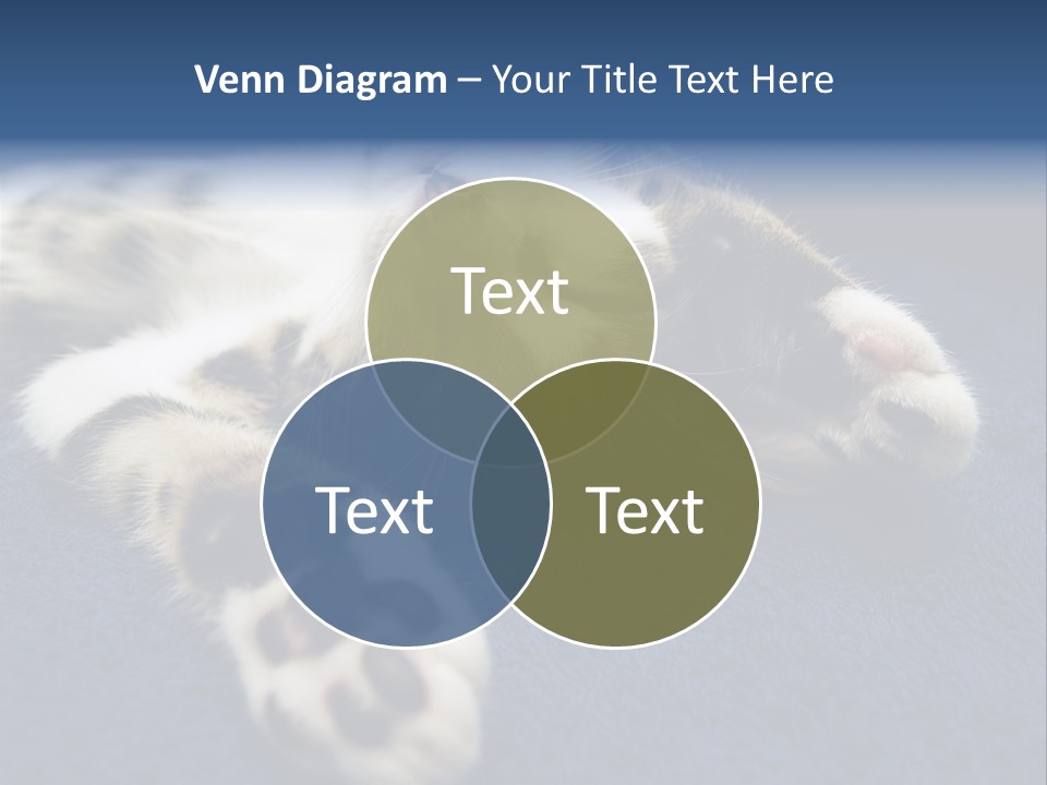 Little Cat PowerPoint Template