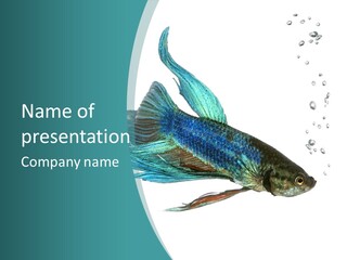 Shot Of A Blue Siamese Fighting Fish Under Water In Front Of A White Background PowerPoint Template