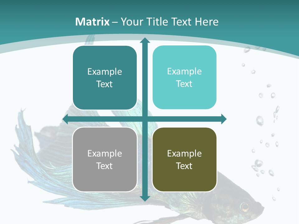 Shot Of A Blue Siamese Fighting Fish Under Water In Front Of A White Background PowerPoint Template