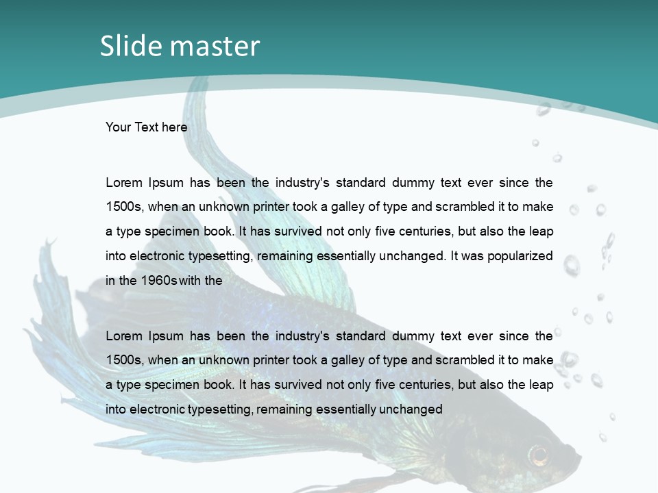 Shot Of A Blue Siamese Fighting Fish Under Water In Front Of A White Background PowerPoint Template