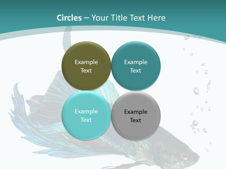 Shot Of A Blue Siamese Fighting Fish Under Water In Front Of A White Background PowerPoint Template