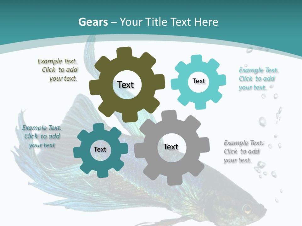 Shot Of A Blue Siamese Fighting Fish Under Water In Front Of A White Background PowerPoint Template