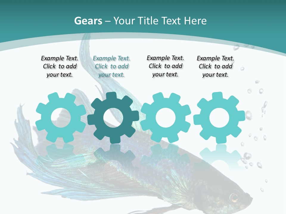 Shot Of A Blue Siamese Fighting Fish Under Water In Front Of A White Background PowerPoint Template