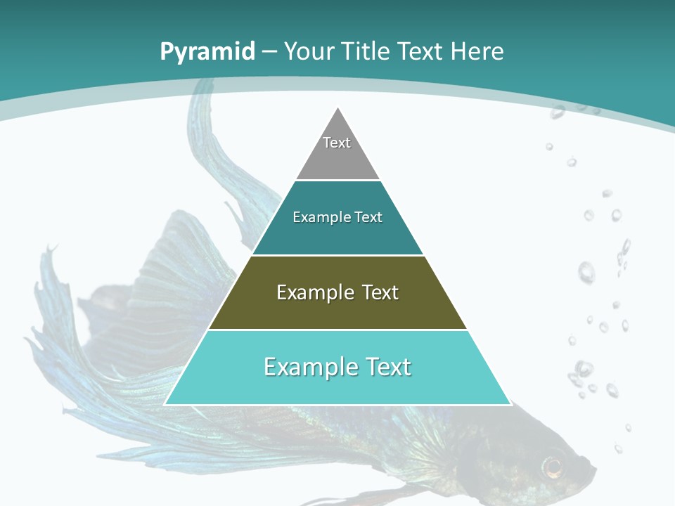 Shot Of A Blue Siamese Fighting Fish Under Water In Front Of A White Background PowerPoint Template