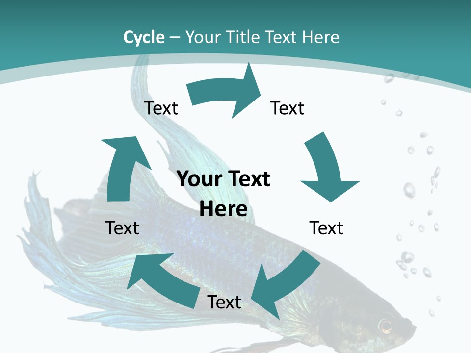 Shot Of A Blue Siamese Fighting Fish Under Water In Front Of A White Background PowerPoint Template