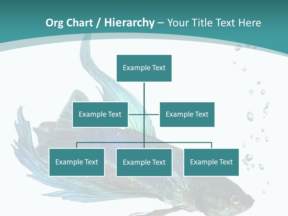 Shot Of A Blue Siamese Fighting Fish Under Water In Front Of A White Background PowerPoint Template