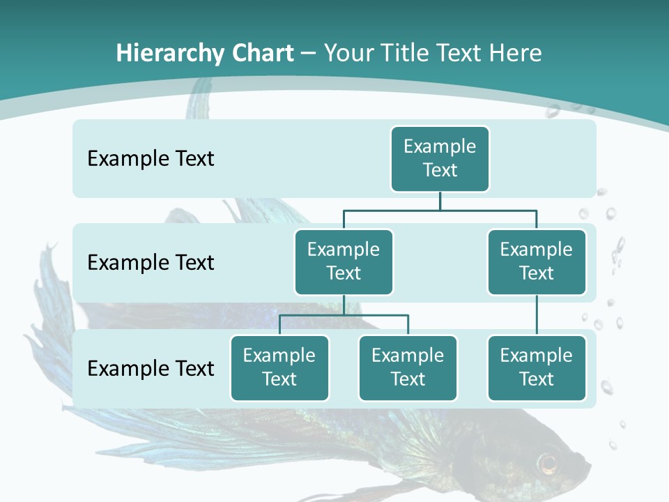 Shot Of A Blue Siamese Fighting Fish Under Water In Front Of A White Background PowerPoint Template