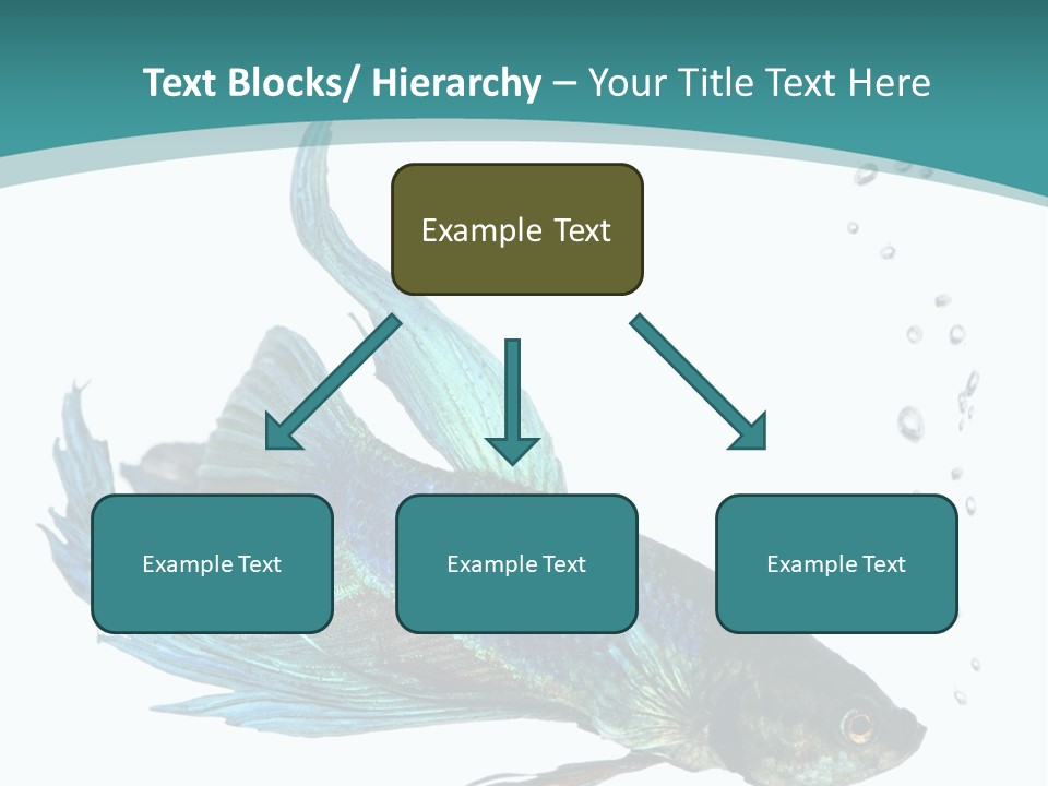 Shot Of A Blue Siamese Fighting Fish Under Water In Front Of A White Background PowerPoint Template